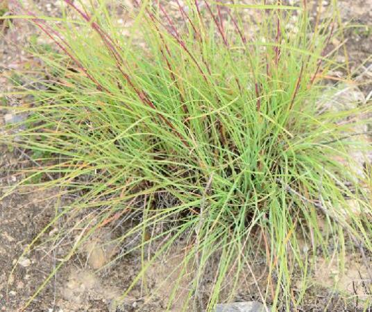 芸香草（禾本科香茅属植物）