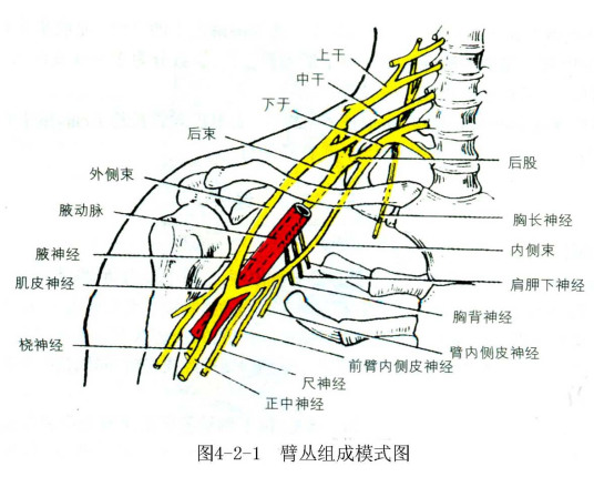 臂丛