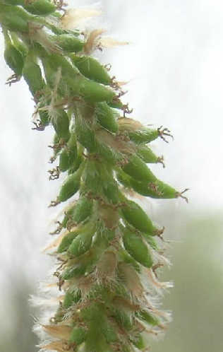 杨树花（杨柳目杨柳科植物）