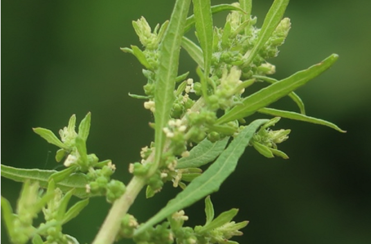 土荆芥（藜科藜属植物）