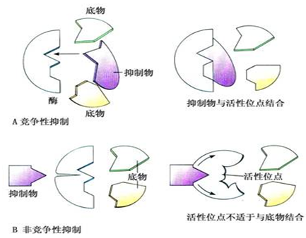 外抑制