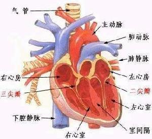 二尖瓣