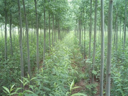 什么是美国竹柳种植基地