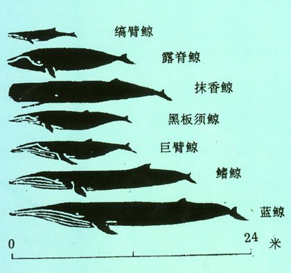 什么是缟臂鲸