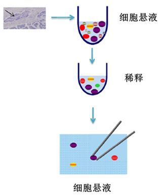 单细胞分离法