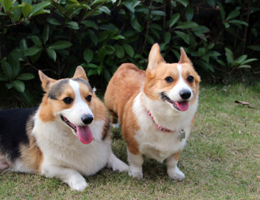 什么是威尔士柯基犬（犬种）