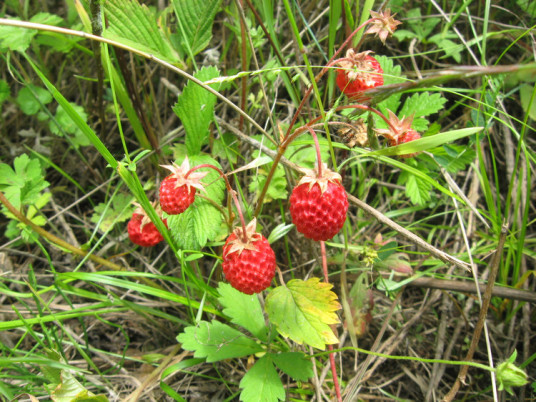 黄毛草莓（原变种）