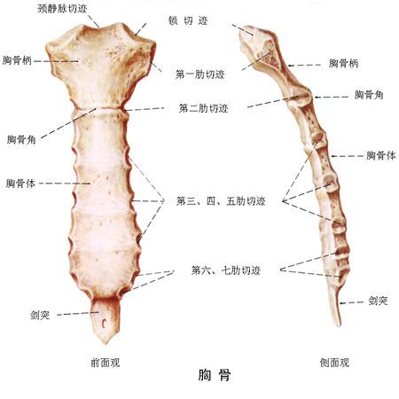 胸骨角