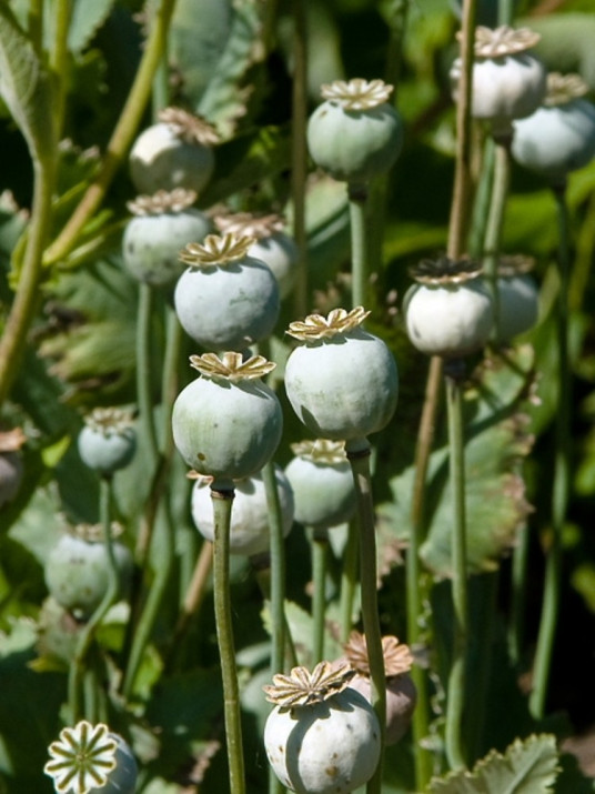 罂粟果（植物罂粟花的果实）