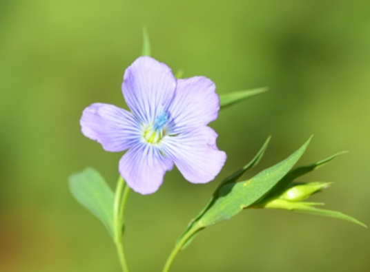 亚麻（亚麻科亚麻属植物）