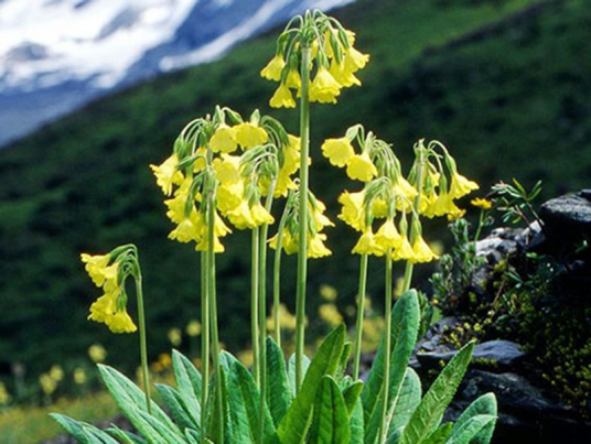 什么是国家重点保护野生植物名录