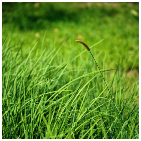 什么是小草（禾本科植物）