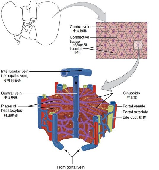 什么是肝小叶