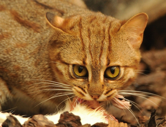 锈斑豹猫