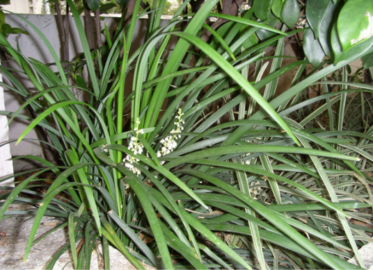 单子叶植物