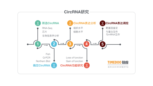 什么是环状RNA