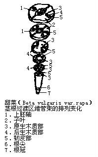 什么是茎根过渡区