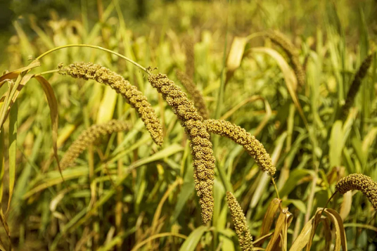 什么是粟（禾本科狗尾草属植物）