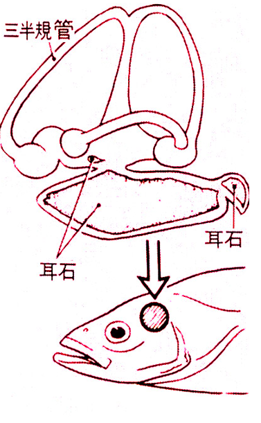 什么是鱼耳