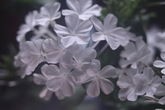 白雪花（白花丹科植物）