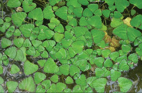 什么是北京湿地植物