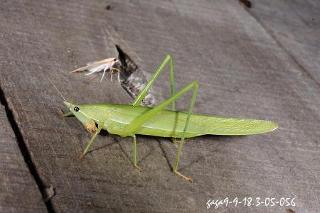 鼻优草螽