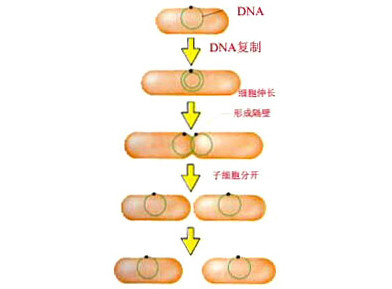 什么是二分裂