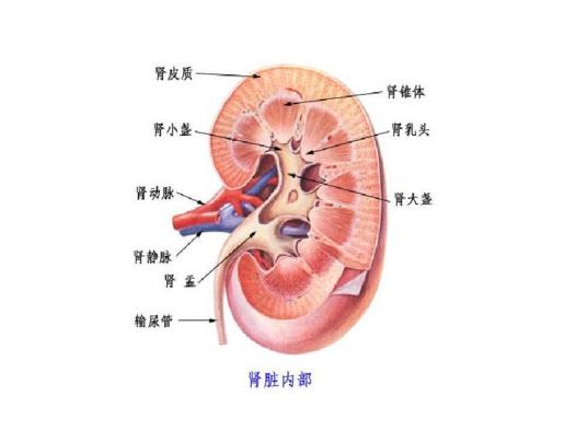 什么是安卡性肾炎