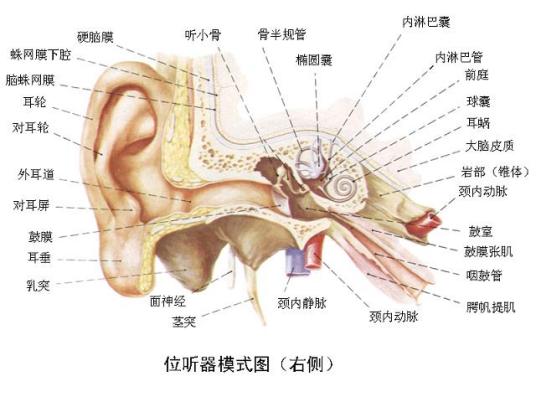 什么是感觉器