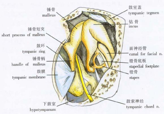 什么是砧骨