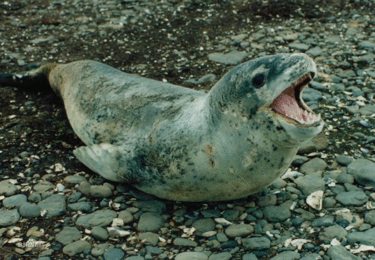 豹海豹属