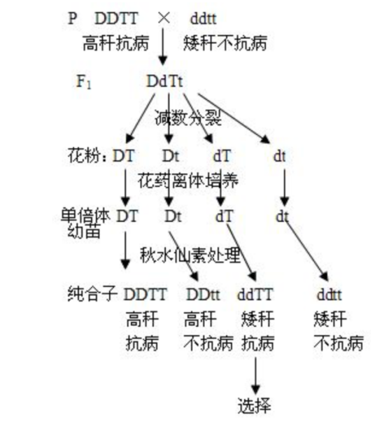 生物育种