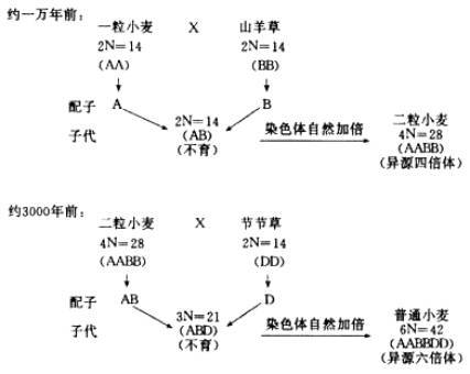 异源多倍体