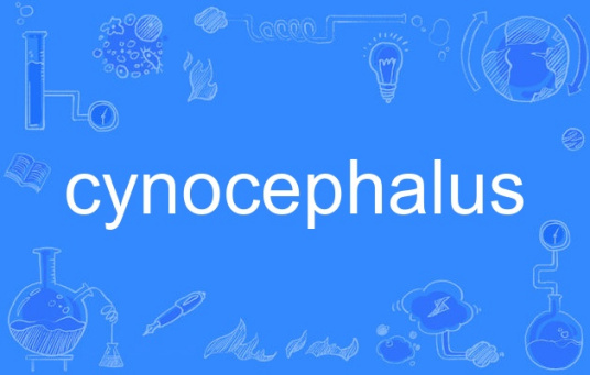 cynocephalus