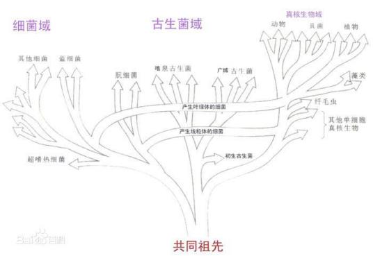 什么是门（生物学分类）