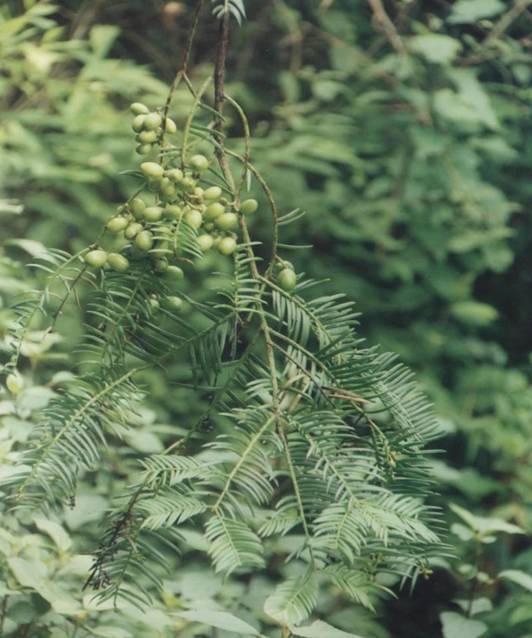 贡山三尖杉