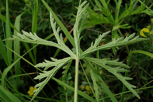 草地老鹳草（牻牛儿苗科老鹳草属植物）