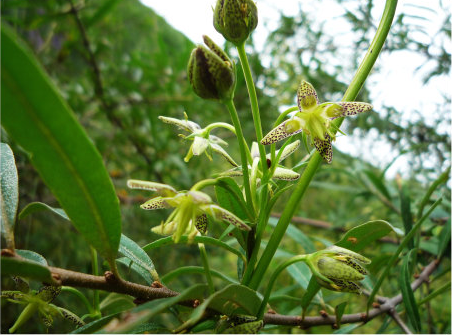 什么是红直獐牙菜（龙胆科獐牙菜属植物）