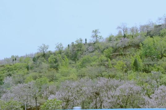 中原佛山槐花文化节