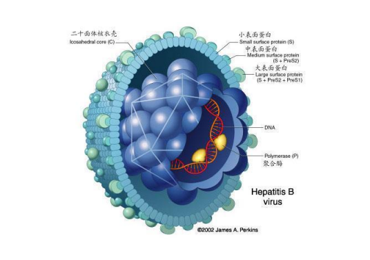 乙肝前S1抗原