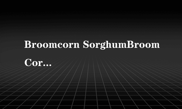 Broomcorn SorghumBroomCoro Sorghum