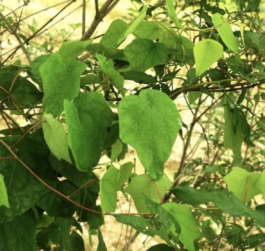 蝙蝠葛（防己科蝙蝠葛属植物）