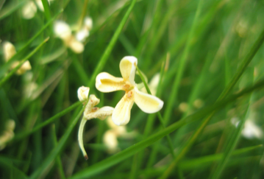 桂木花