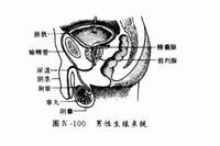 男性生殖系统结核