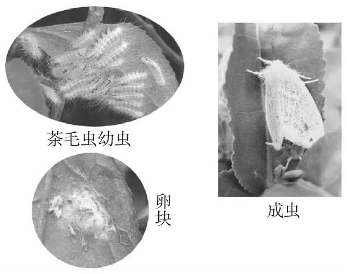 如何防治茶毛虫？