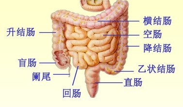 身体所有肠道图，以及名称。