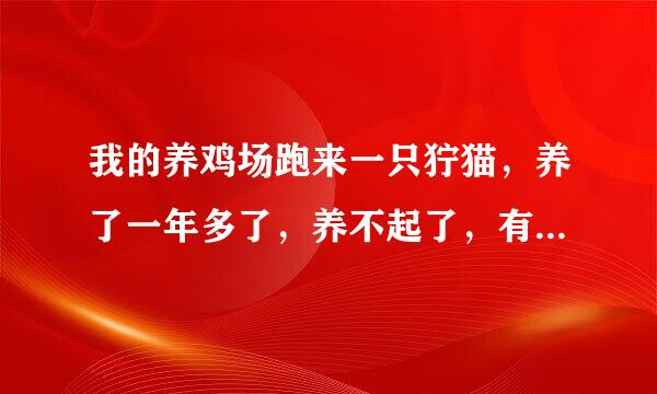 我的养鸡场跑来一只狞猫，养了一年多了，养不起了，有人要吗？