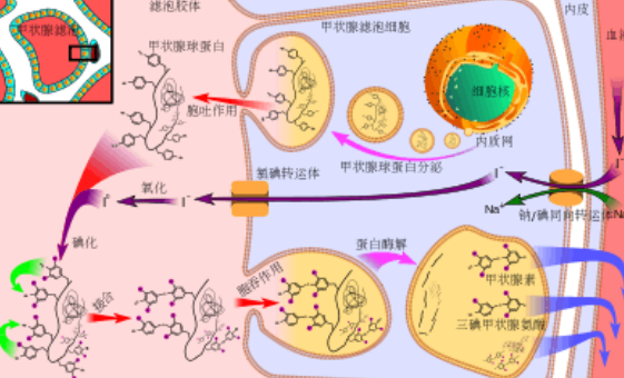 甲状腺素的生理作用是什么？