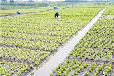 露地种植蔬菜的技术和方法，应该怎么了解？