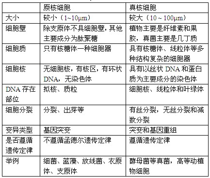 原核细胞与真核细胞的区别（列表）